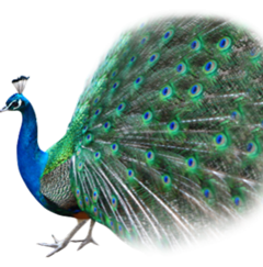 pavaocropped